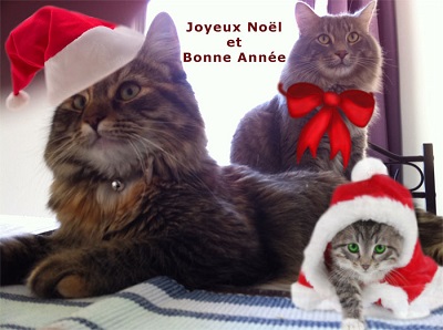 Home visits for cat - Xma Granule & Sophie